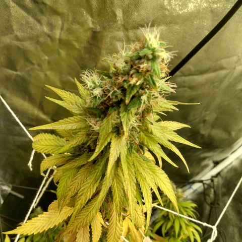 Azulina growlog timeline photo