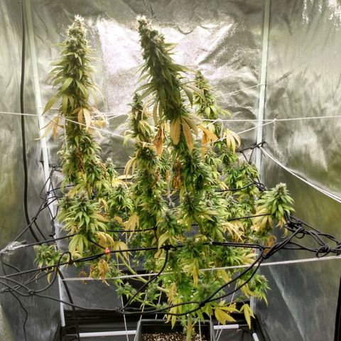 Azulina growlog timeline photo