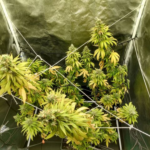 Azulina growlog timeline photo