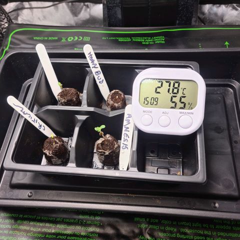 Heavy Bud growlog photo: All four seed successfully
germinated in Jiffy plus 7c 30mm, need larger plugs for next grow!

Took two days for these to get where they are now,was expecting a longer period, not that I am complaining!