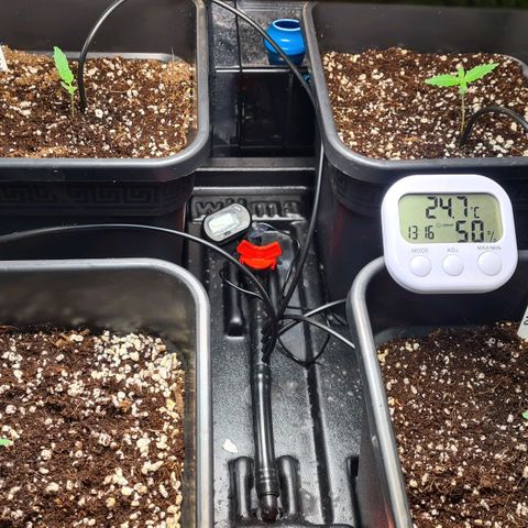 Heavy Bud growlog timeline photo
