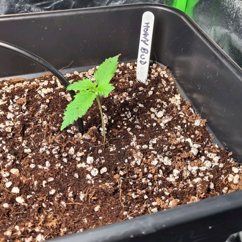 Heavy Bud growlog timeline photo