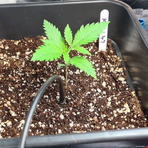 Heavy Bud growlog photo: Two doing really well but Heavy Bud behind by a few days.  Going to give it a chance anyoehr week & see if she needs pulling.