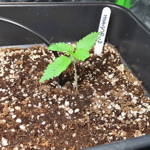 Heavy Bud growlog photo: Two doing really well but Heavy Bud behind by a few days.  Going to give it a chance anyoehr week & see if she needs pulling.