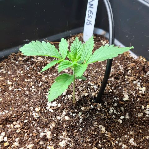 Heavy Bud growlog photo: Two doing really well but Heavy Bud behind by a few days.  Going to give it a chance anyoehr week & see if she needs pulling.