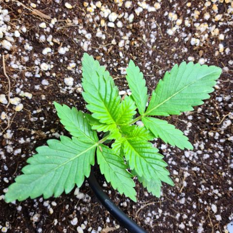 Heavy Bud growlog photo: All three plants first is Amnesia, Kali 47 & Heavy Bud.