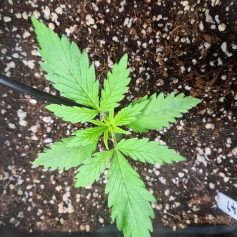 Heavy Bud growlog photo: All three plants first is Amnesia, Kali 47 & Heavy Bud.