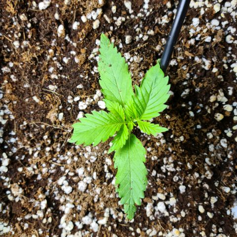 Heavy Bud growlog photo: All three plants first is Amnesia, Kali 47 & Heavy Bud.