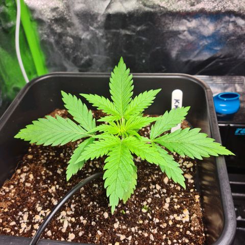 Heavy Bud growlog photo: All three plants Amnesia, Kali 47 , Heavy Bud