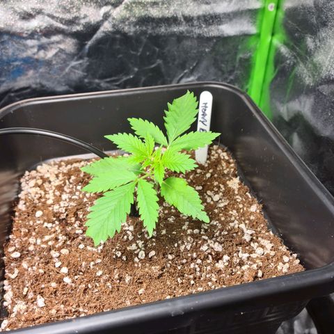 Heavy Bud growlog photo: All three plants Amnesia, Kali 47 , Heavy Bud