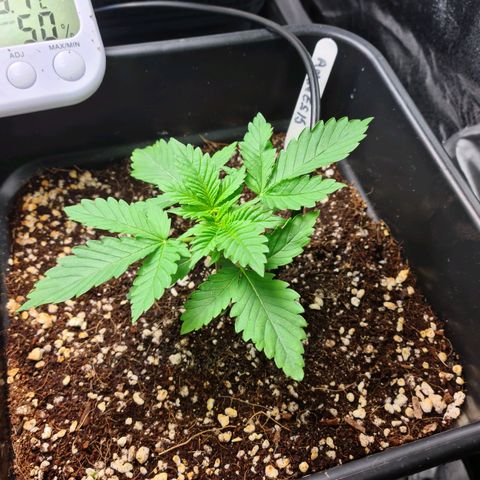 Heavy Bud growlog photo: All three plants Amnesia, Kali 47 , Heavy Bud