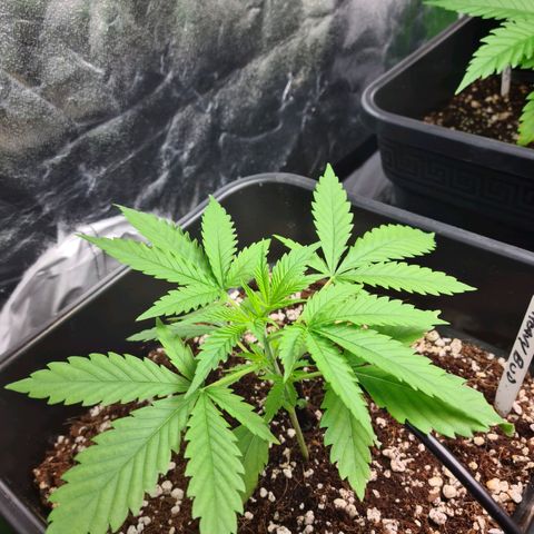Heavy Bud growlog photo: Kali 47, Heavy Bud, Amnesia 