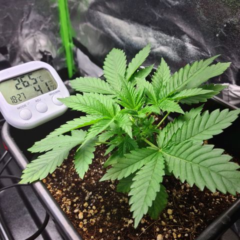 Heavy Bud growlog photo: Kali 47, Heavy Bud, Amnesia 