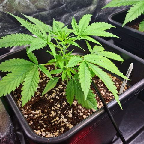 Heavy Bud growlog timeline photo