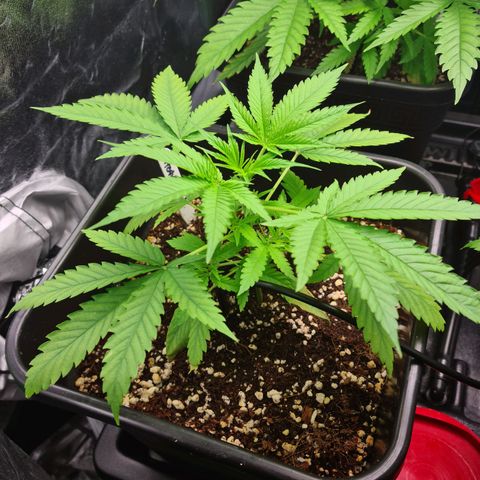 Heavy Bud growlog timeline photo