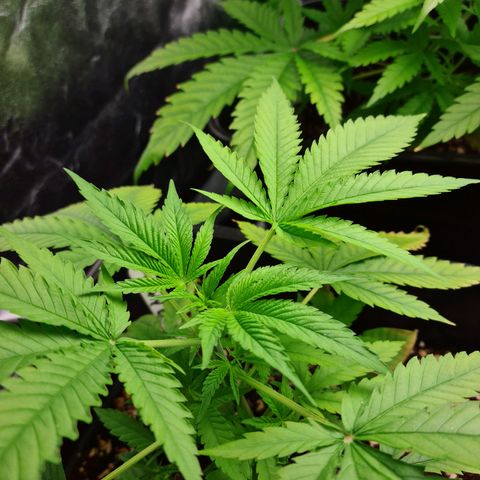 Heavy Bud growlog photo: Before topping all three.