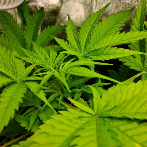 Heavy Bud growlog photo: Before topping all three.