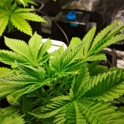 Heavy Bud growlog photo: Before topping all three.