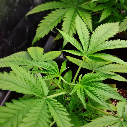 Heavy Bud growlog photo: After topping all three plants, I hope it's topped & not FIMed...!