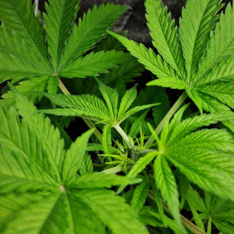 Heavy Bud growlog photo: After topping all three plants, I hope it's topped & not FIMed...!