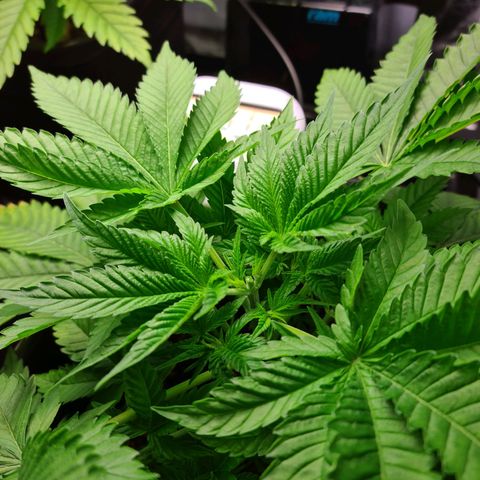 Heavy Bud growlog photo: After topping all three plants, I hope it's topped & not FIMed...!