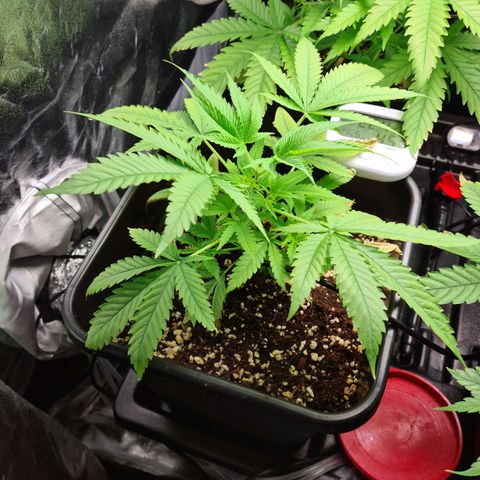 Heavy Bud growlog photo: Looks weak but still going topped once.
