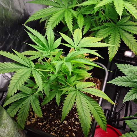 Heavy Bud growlog photo: Still looking weak.