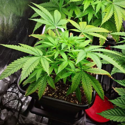 Heavy Bud growlog photo: Recovering well sprouting new large leafs daily, new veg growth is coming through, think she is a survivor!