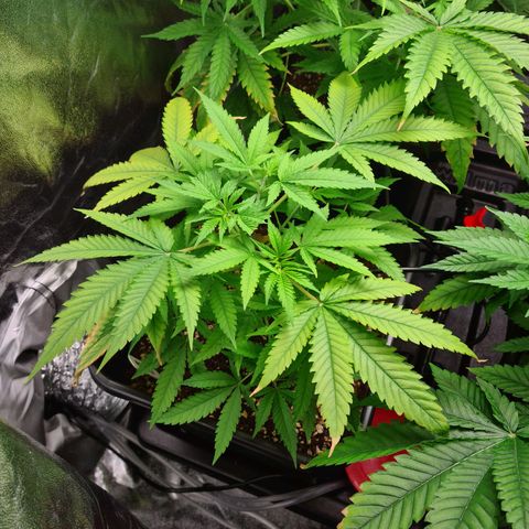 Heavy Bud growlog photo: Still behind the others, not sure if she will make it to bud?