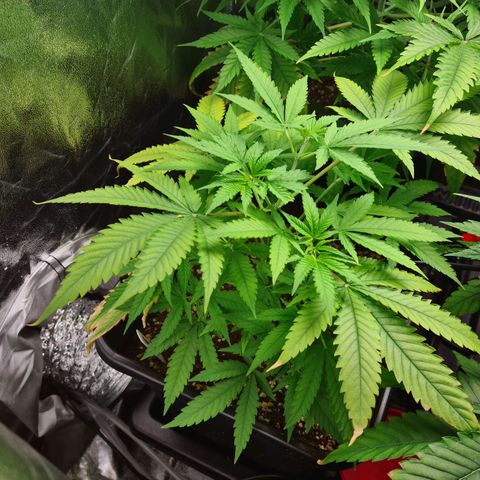 Heavy Bud growlog photo: I am proud of my runt of the litter she is picking up well, will see how the new four feeds per day kicks in for all of them.