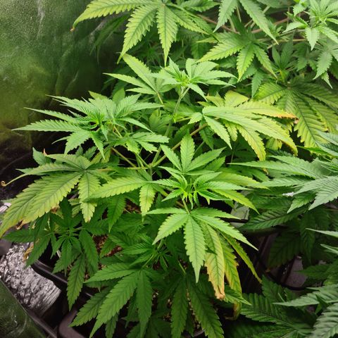 Heavy Bud growlog photo: Catching up & putting out more branches daily.
