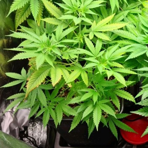 Heavy Bud growlog photo: Now watering one 15 minute feed every three hours, all three plants have taken off with growth!