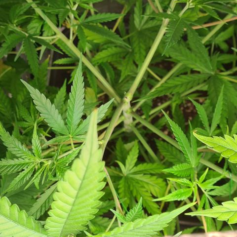 Heavy Bud growlog photo: Amnesia & Kali 47 My first attempt at LST. Heavy Bud is looking weak & limp in places think she will be going soon, she might not even make it to flowering stage.