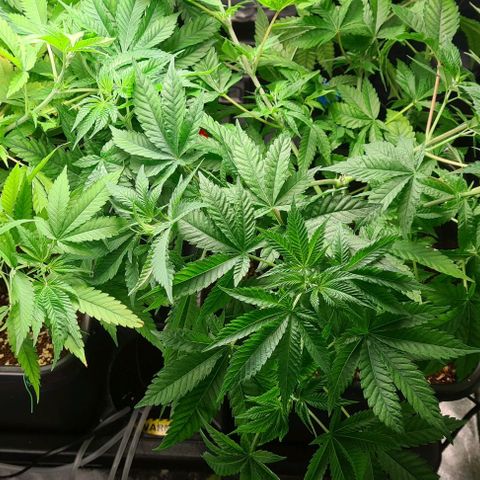 Heavy Bud growlog photo: Amnesia & Kali 47 My first attempt at LST. Heavy Bud is looking weak & limp in places think she will be going soon, she might not even make it to flowering stage.