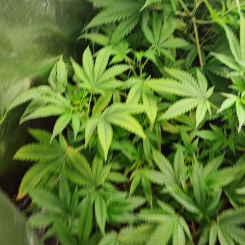 Heavy Bud growlog photo: Struggling as normal but has a couple of viable colas.