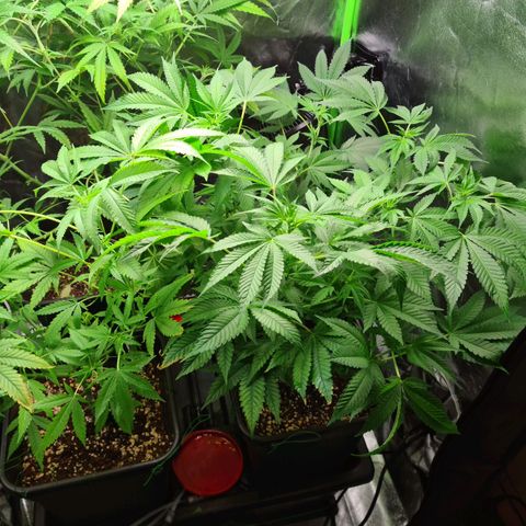 Heavy Bud growlog photo: Kali47 at the rear, Heavy Bud in front of Kali47, plant on its own is Amnesia.