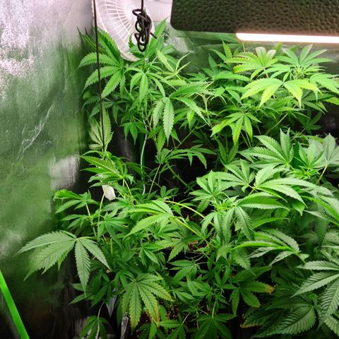 Heavy Bud growlog photo: Kali47 at the rear, Heavy Bud in front of Kali47, plant on its own is Amnesia.