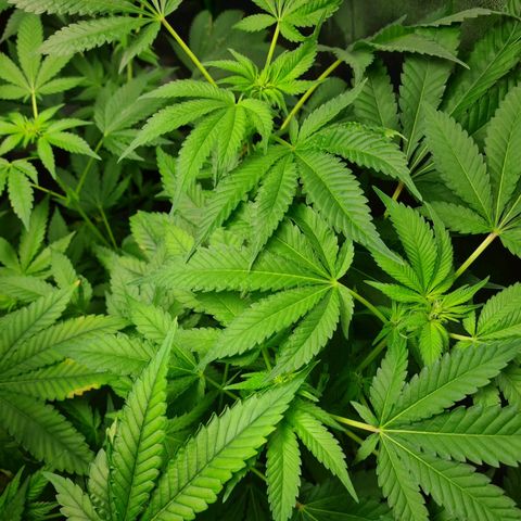 Heavy Bud growlog photo: She is going to produce buds some good flowers developing, glad I kept her now... You go girl so daddy how it's done😁!