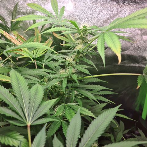 Heavy Bud growlog photo: All three plants.