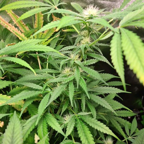Heavy Bud growlog photo: All three plants.