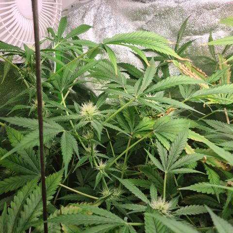 Heavy Bud growlog photo: All three plants.