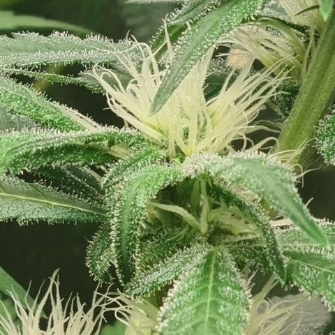 Heavy Bud growlog photo: All three plants.