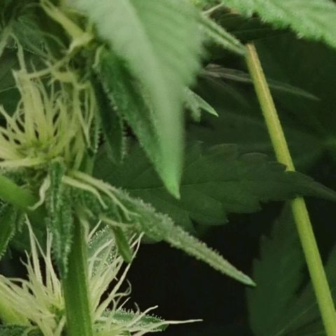 Heavy Bud growlog photo: All three plants.
