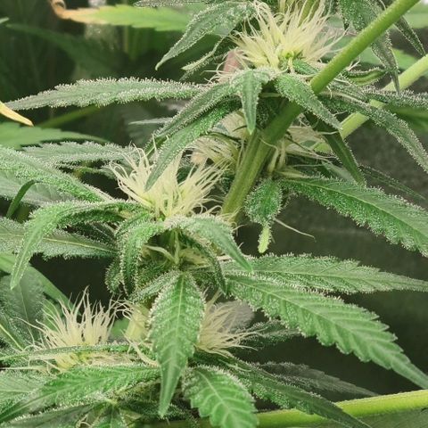 Heavy Bud growlog photo: All three plants.