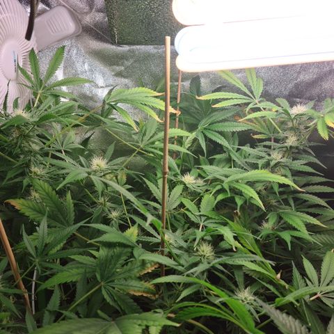 Heavy Bud growlog photo: First is Kali 47 next is Heavy Bud always look weak was going to pull but she showed signs of flowers! Last is Amnesia, have had to use bamboo to support some branches on two plants, looking good though did not think I would reach flowering stage first try!