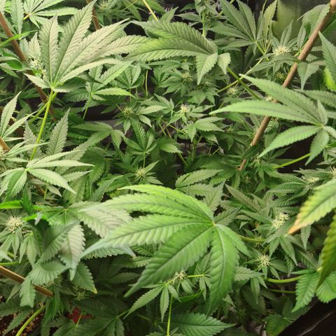 Heavy Bud growlog photo: First is Kali 47 next is Heavy Bud always look weak was going to pull but she showed signs of flowers! Last is Amnesia, have had to use bamboo to support some branches on two plants, looking good though did not think I would reach flowering stage first try!