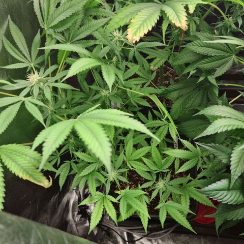 Heavy Bud growlog photo: First is Kali 47 next is Heavy Bud always look weak was going to pull but she showed signs of flowers! Last is Amnesia, have had to use bamboo to support some branches on two plants, looking good though did not think I would reach flowering stage first try!