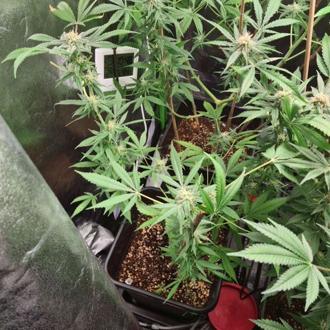Heavy Bud growlog photo: All three plants Kali 47 has developed a nitrogen potassium deficiency changed all nutes & water today.