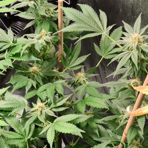 Heavy Bud growlog photo: All three plants Kali 47 has developed a nitrogen potassium deficiency changed all nutes & water today.