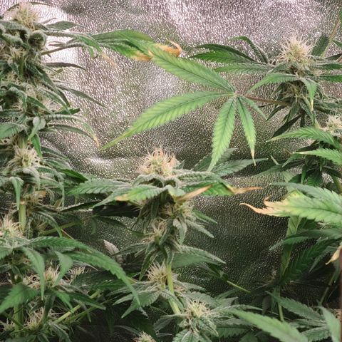 Heavy Bud growlog photo: All three plants Kali 47 has developed a nitrogen potassium deficiency changed all nutes & water today.